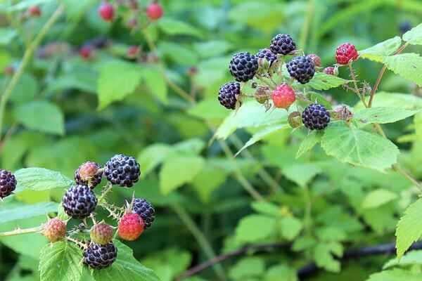 Black Raspberry