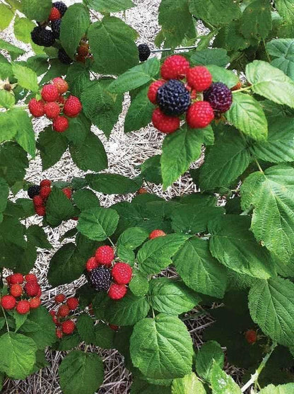 Clusters of ripe red and black raspberries on lush green bush