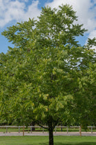 Black Walnut Tree with lush green leaves and sturdy dark trunk against blue sky