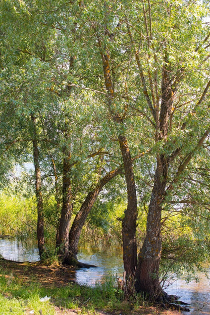 Black Willow: tall slender trees with green foliage along waters edge