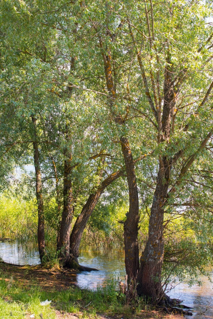 Black Willow: tall slender trees with green foliage along waters edge