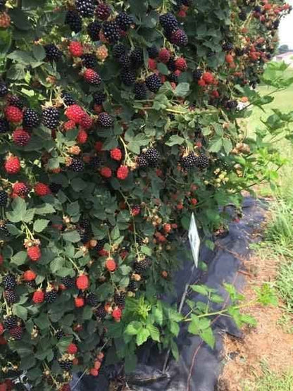 Lush Blackberry Bush with ripe purple berries and ripening red ones on green leaves
