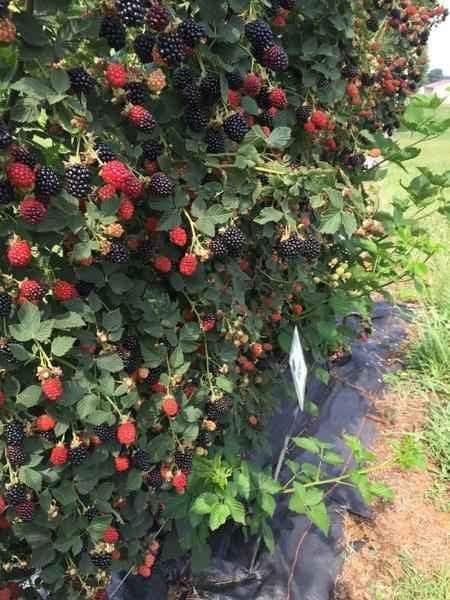 Lush Blackberry Bush with ripe purple berries and ripening red ones on green leaves