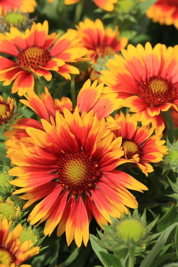 Vibrant red and yellow Blanket Flower blooms with serrated petals and golden center