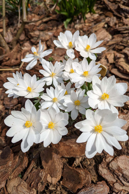 Bloodroot: delicate white flowers with yellow centers among wood chips