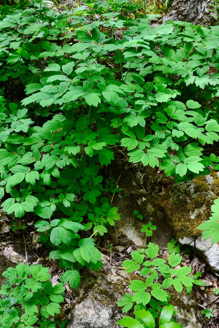 Blue Cohosh lush green serrated foliage on mossy rocks