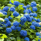 Vibrant blue hydrangea blossoms with lush green foliage in Blue Hydrangea