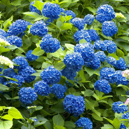 Vibrant blue hydrangea blossoms with lush green foliage in Blue Hydrangea