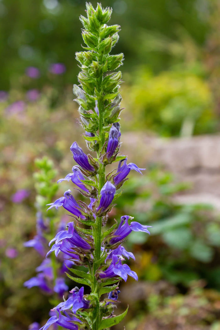 Tall slender purple Blue Lobelia flower stalk with delicate blossoms