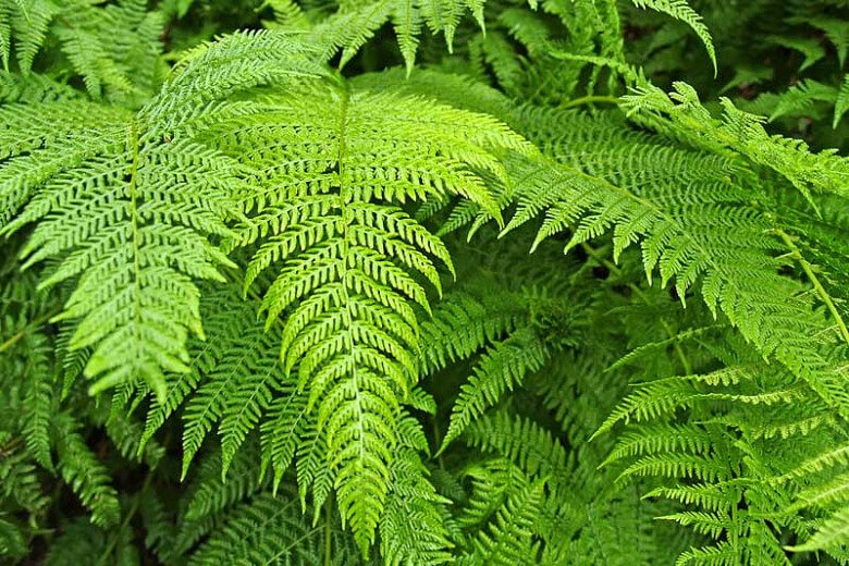 Bracken Fern