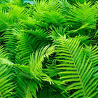 Vibrant Bracken Fern fronds with feathery textures and serrated edges
