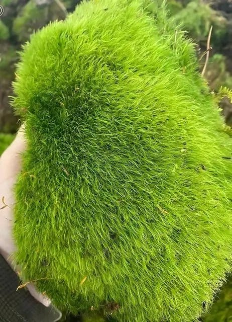 Lush green Broom Forkmoss clump with soft fluffy texture and fine strands