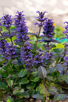 Vibrant Bugleweed plant with purple flowers and deep green textured leaves
