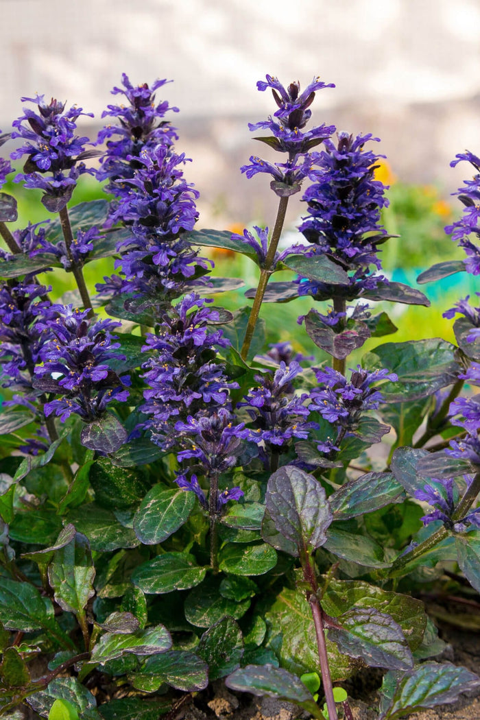 Vibrant Bugleweed plant with purple flowers and deep green textured leaves