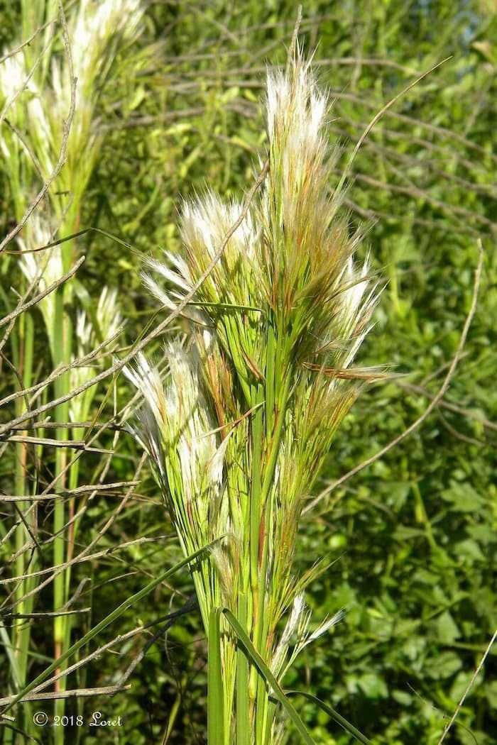 Bushy Bluestem - Package of 25 Plants