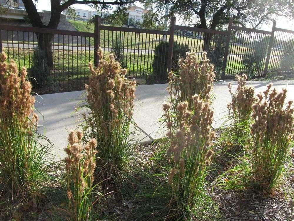 Bushy Bluestem - Package of 25 Plants