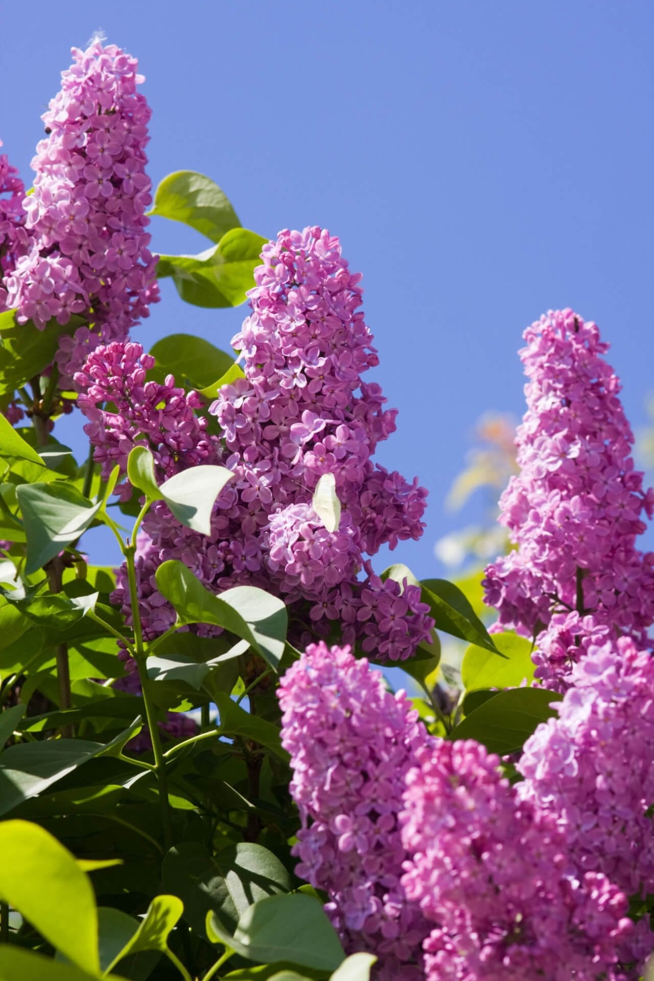 Butterfly Bush