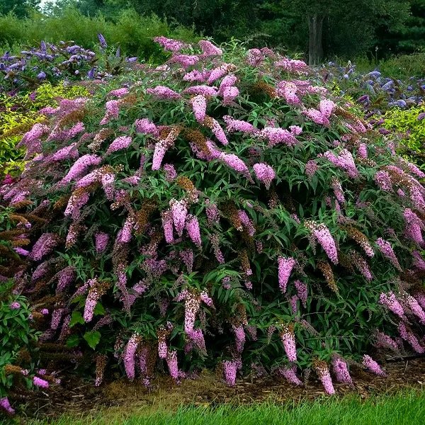 Butterfly Bush