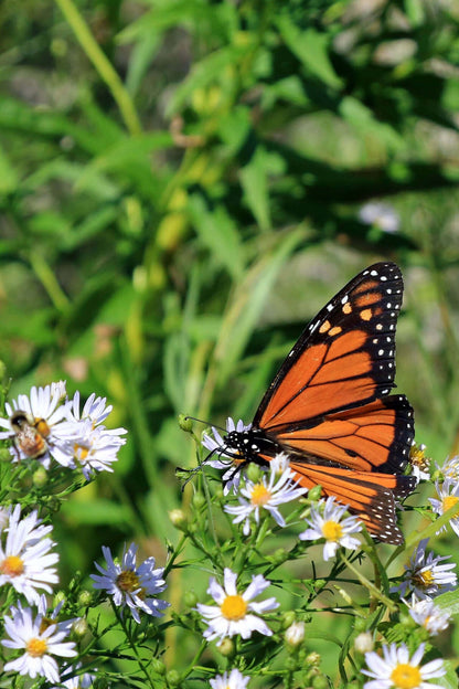 Vibrant orange monarch butterfly on white flowers in Butterfly Plants - 4 plants