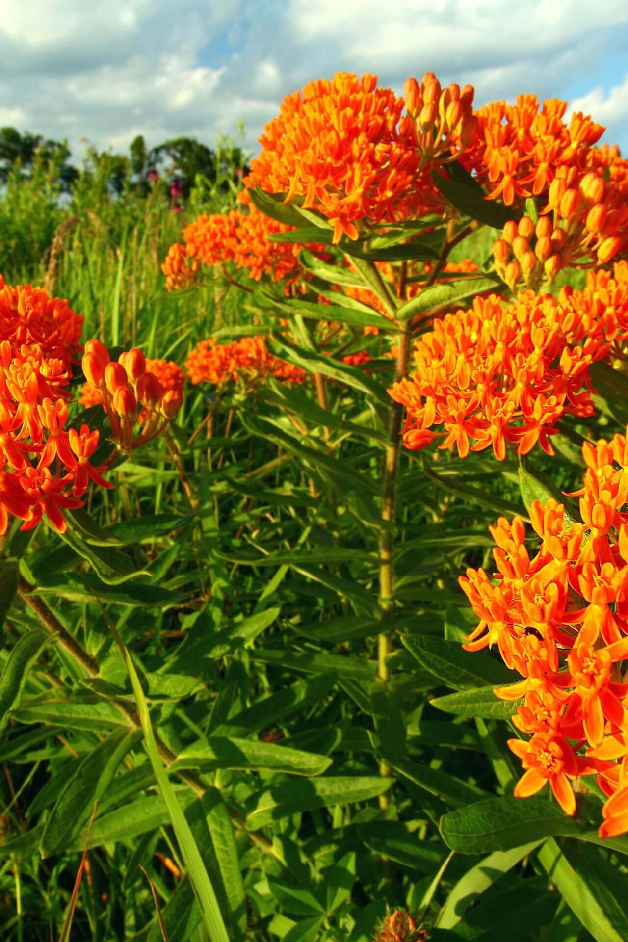 Butterfly Weed