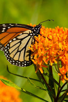 Monarch butterfly on vibrant Butterfly Weed orange flowers
