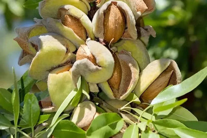 Ripe split almonds with green husks on Almond Tree leaves