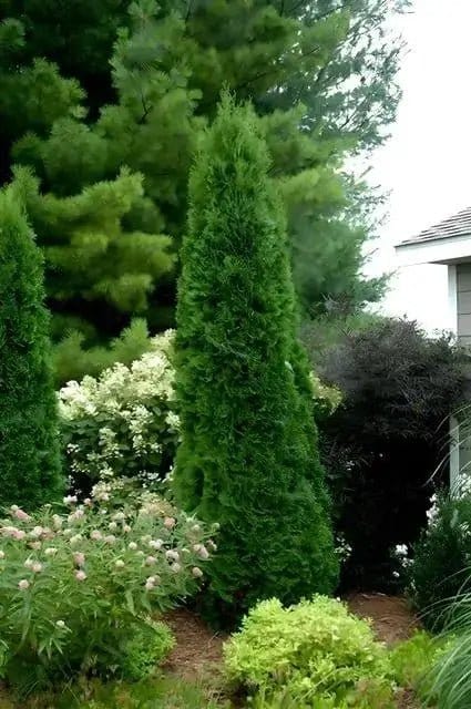 Tall dense green American Arborvitae coniferous shrub with pointed top