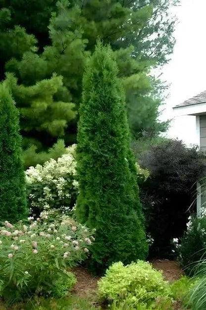Tall dense green American Arborvitae coniferous shrub with pointed top