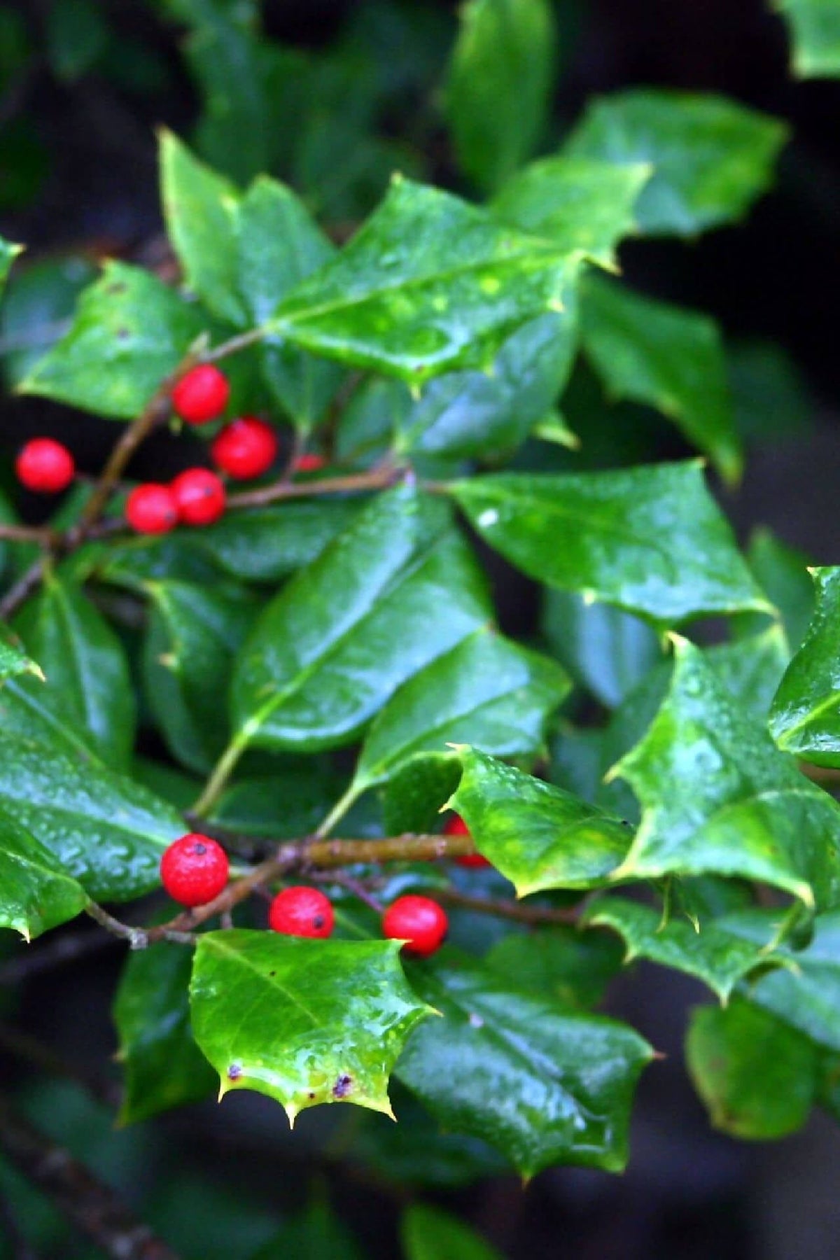 Vibrant red berries on glossy spiky American holly leaves