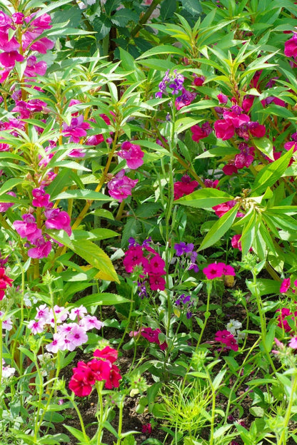 Vibrant Annual Phlox garden with pink, purple, magenta flowers in lush green foliage