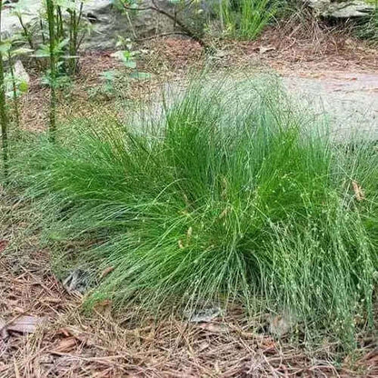 Appalachian sedge: lush green grassy plant with slender blades, seed heads