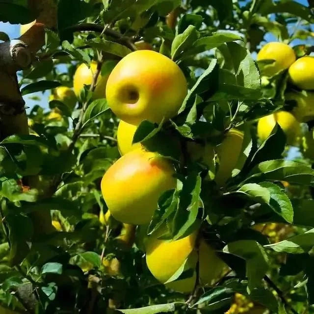 Ripe Red Delicious apple tree with yellow apples and red blushes on branch