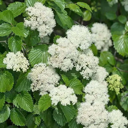 Arrowwood Viburnum clusters of delicate white flowers on green leaves