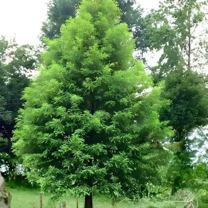 Tall lush green Bald Cypress tree with dense foliage and rounded canopy