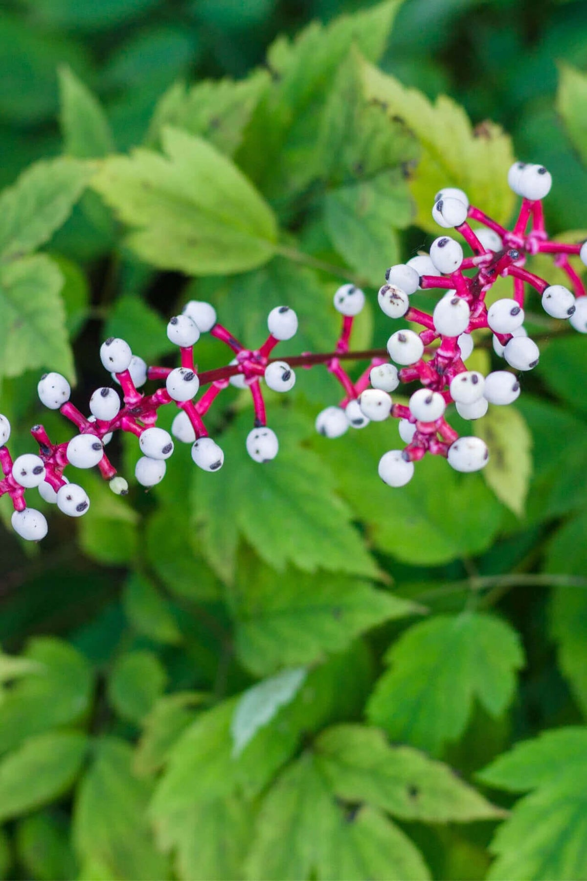 Baneberry Doll Eye: vibrant pink stem with clustered white berries and black dots
