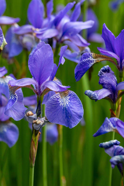 Vibrant bearded iris flowers with veined purple petals and golden edges