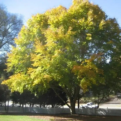 American Beech Tree with dense yellow-green canopy against blue sky