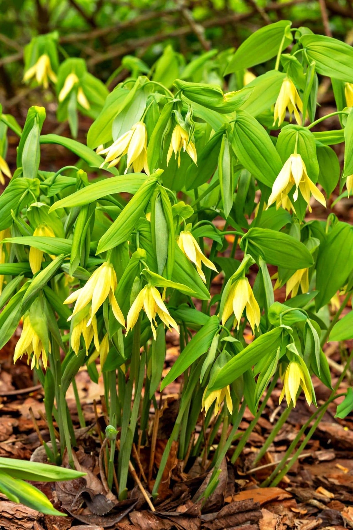 Bellflower plant with vibrant yellow bell-shaped flowers and green leaves