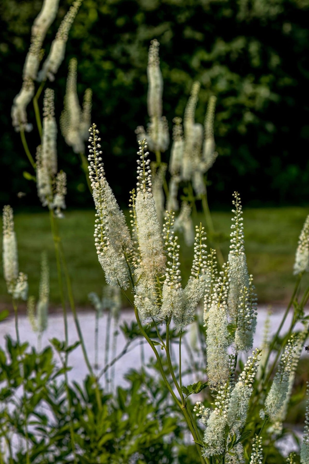Black Cohosh delicate white flowering plants with feathery blooms on green stems