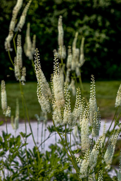 Black Cohosh delicate white flowering plants with feathery blooms on green stems