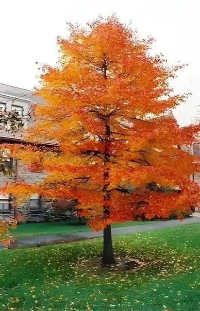Vibrant orange maple tree foliage for Black Gum Tree product