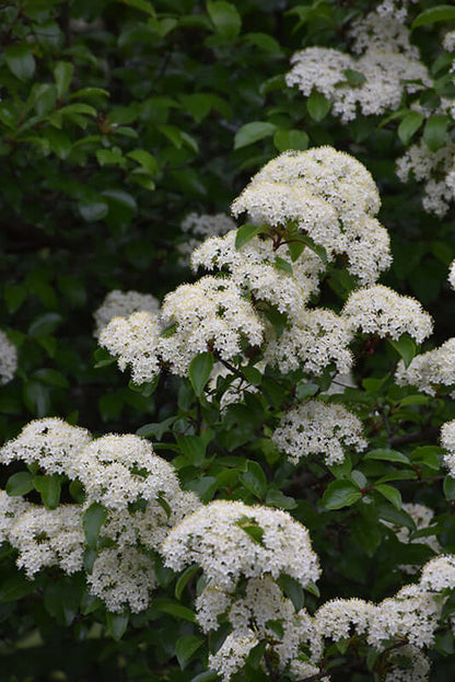 Black Haw Viburnum bush with dense clusters of delicate white flowers