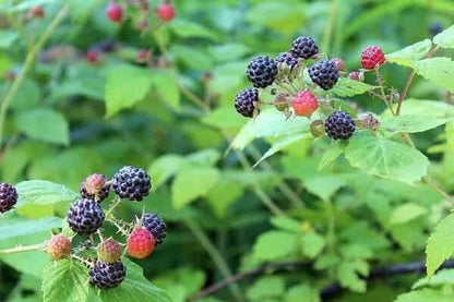 Clusters of ripe blackberries and red ones on green vines for Black Raspberry