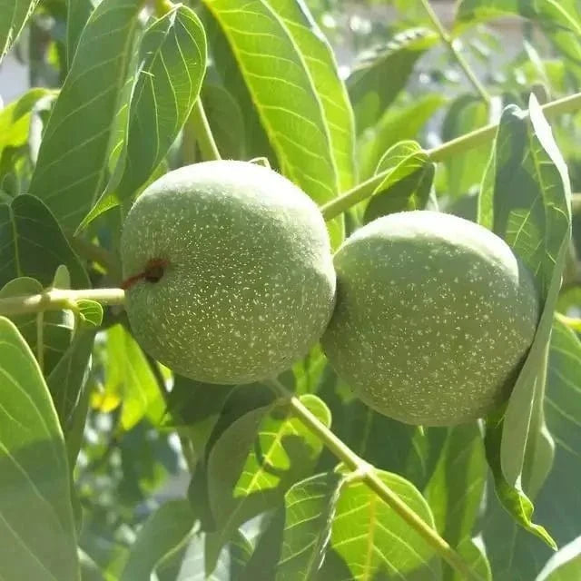 Two ripe speckled green Black Walnut Tree fruits hanging from branch amid lush leaves
