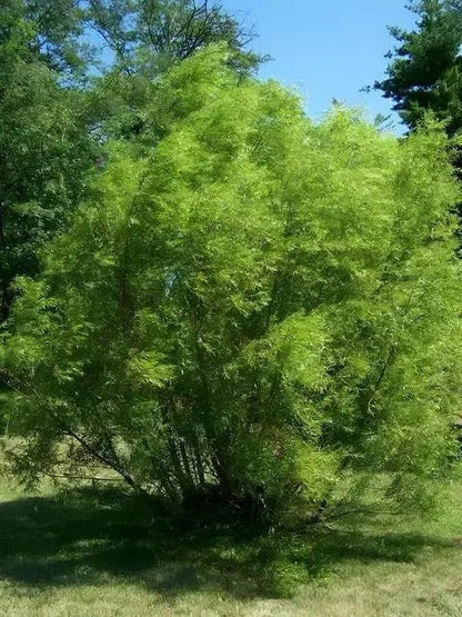 Lush green Black Willow bush with dense foliage and slender branches