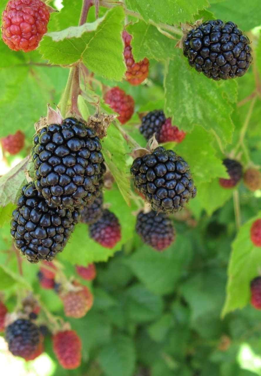 Plump glossy blackberries on green stems in Blackberry Bush plant