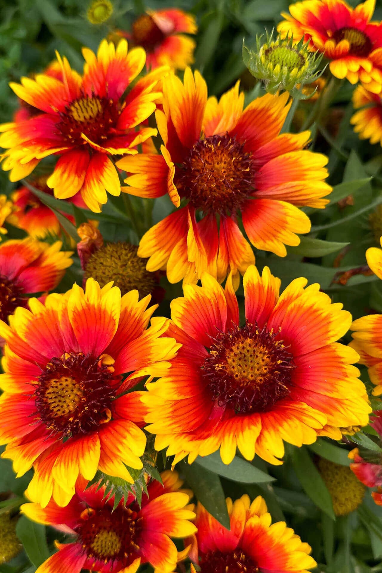 Vibrant orange yellow blanket flower coneflowers with red centers in lush garden
