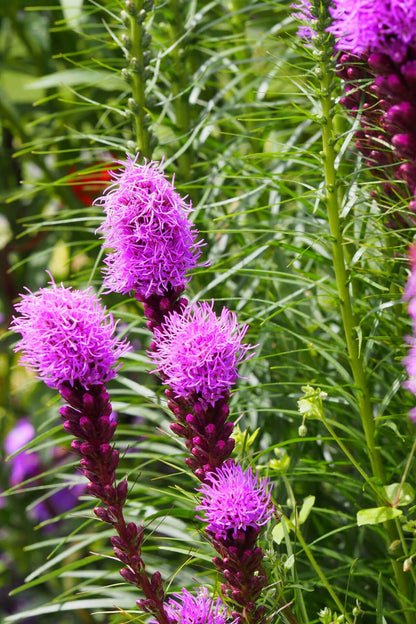 Blazing Star vibrant purple flower clusters with feathery petals