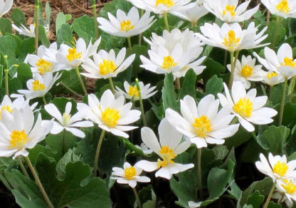 Bloodroot cluster of delicate white flowers with yellow centers and green foliage
