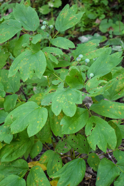 Blue Cohosh small round light green berries among vibrant green leaves